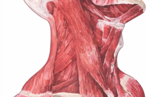 musclestudy
